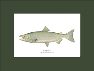 Red Salmon  - Male