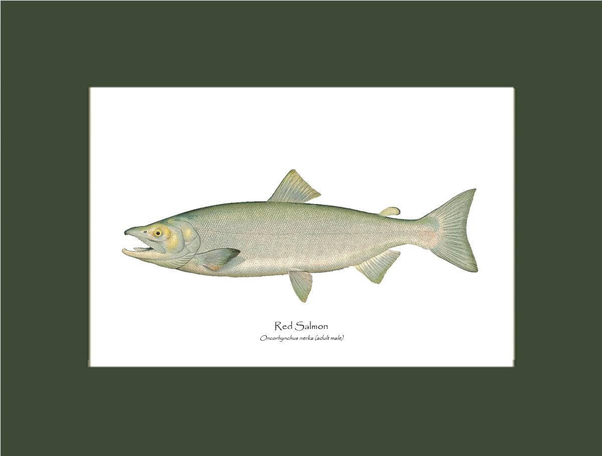 Red Salmon  - Male Vintage Wall Art Fish Print