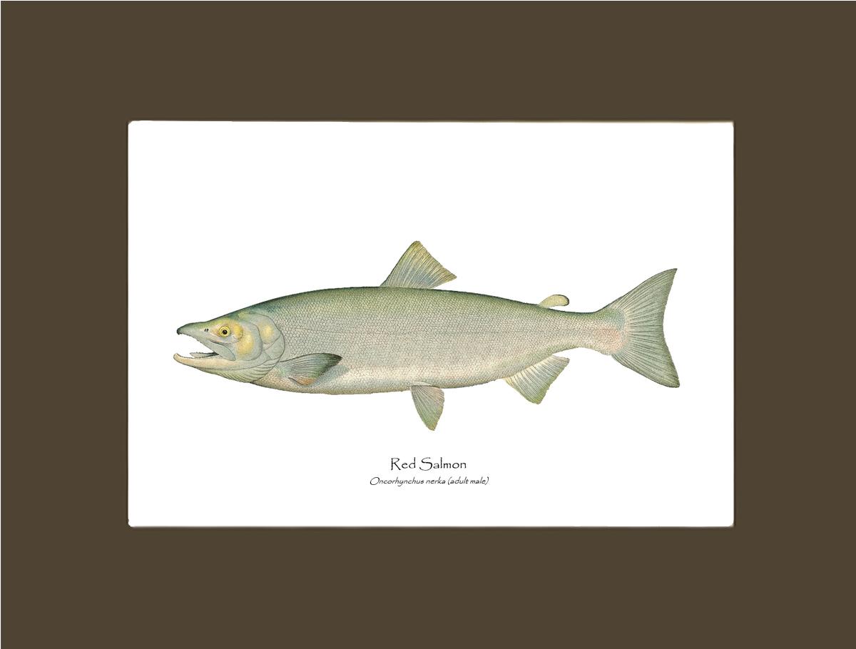 Red Salmon  - Male Vintage Wall Art Fish Print