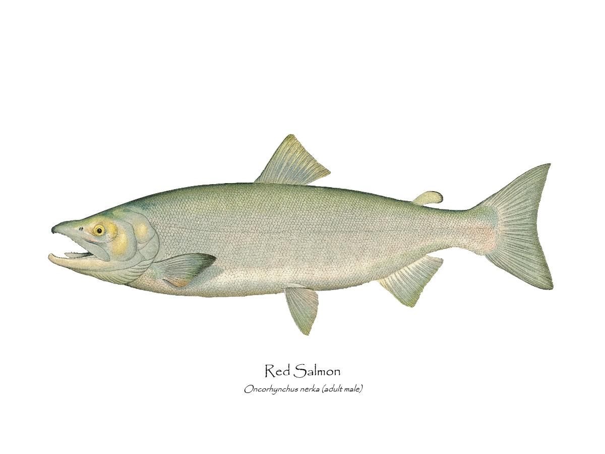 Red Salmon  - Male Vintage Wall Art Fish Print