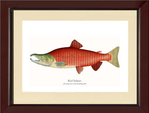 Red Salmon - Breeding Male