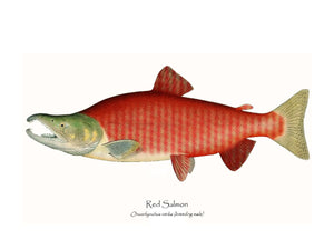 Antique Fish Print: Red Salmon - Breeding Male