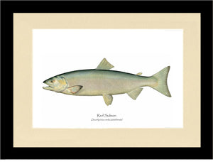 Red Salmon -Female