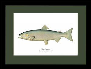 Red Salmon -Female