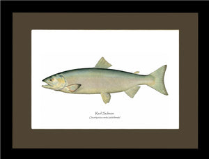 Red Salmon -Female