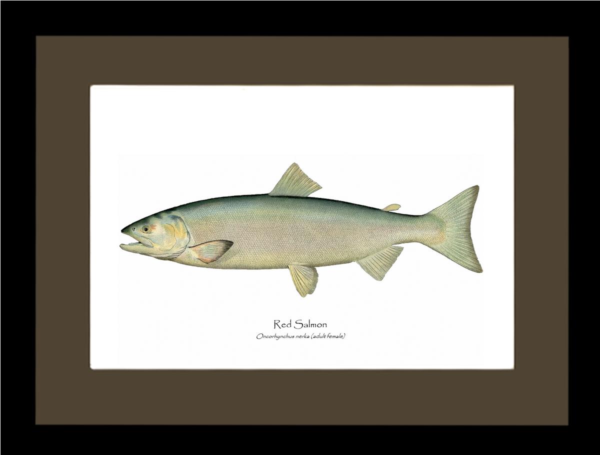 Red Salmon -Female Vintage Wall Art Fish Print