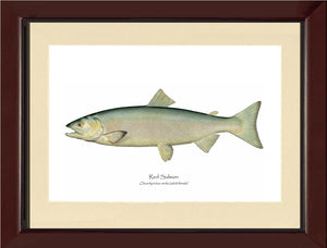 Red Salmon -Female