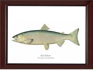 Red Salmon -Female