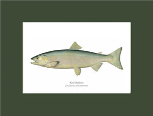 Red Salmon -Female