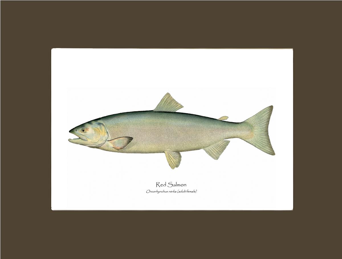 Red Salmon -Female Vintage Wall Art Fish Print