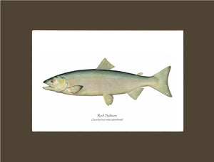 Red Salmon -Female