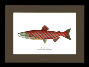 Red Salmon - Breeding Female