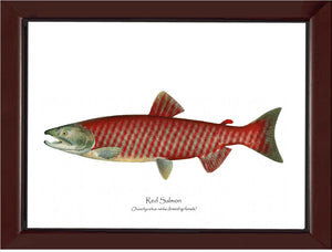 Red Salmon - Breeding Female