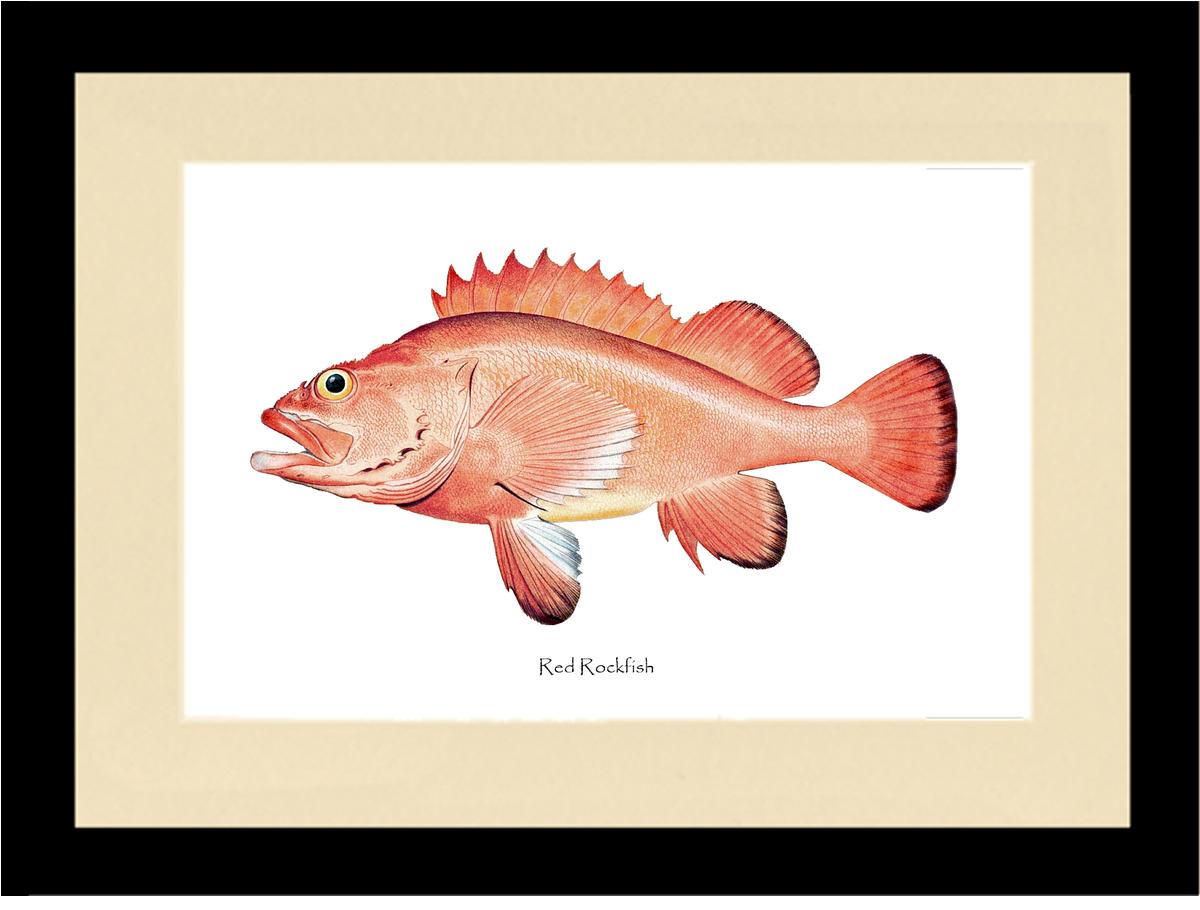 アートパネル　レッドフィッシュ Red Rockfish | Vintage Fish Art Print – Charting Nature