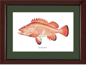 Red Rockfish