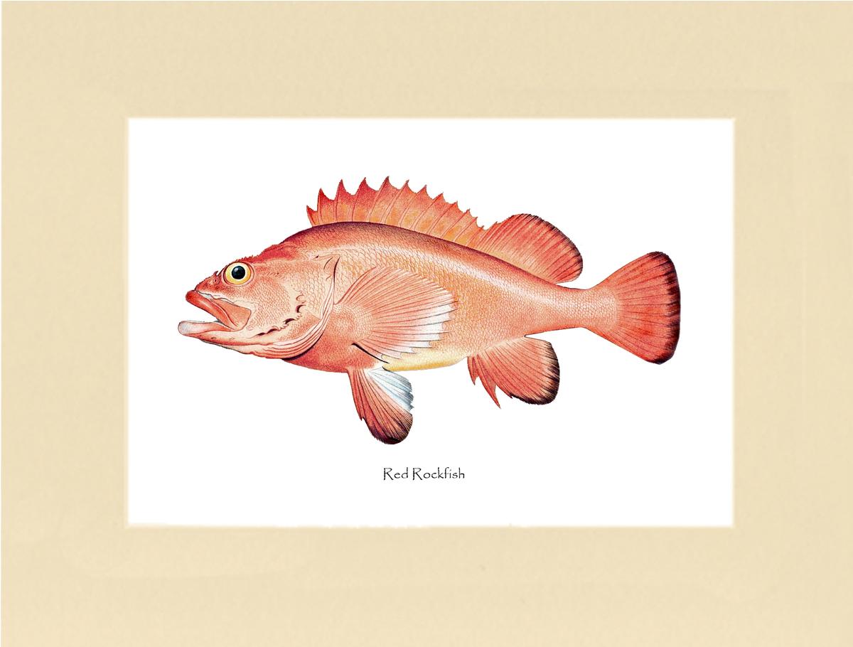 Red Rockfish | Vintage Fish Art Print – Charting Nature