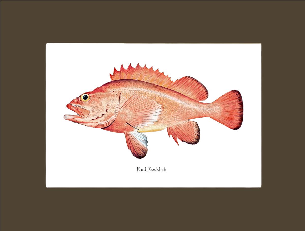 Red Rockfish Vintage Wall Art Fish Print