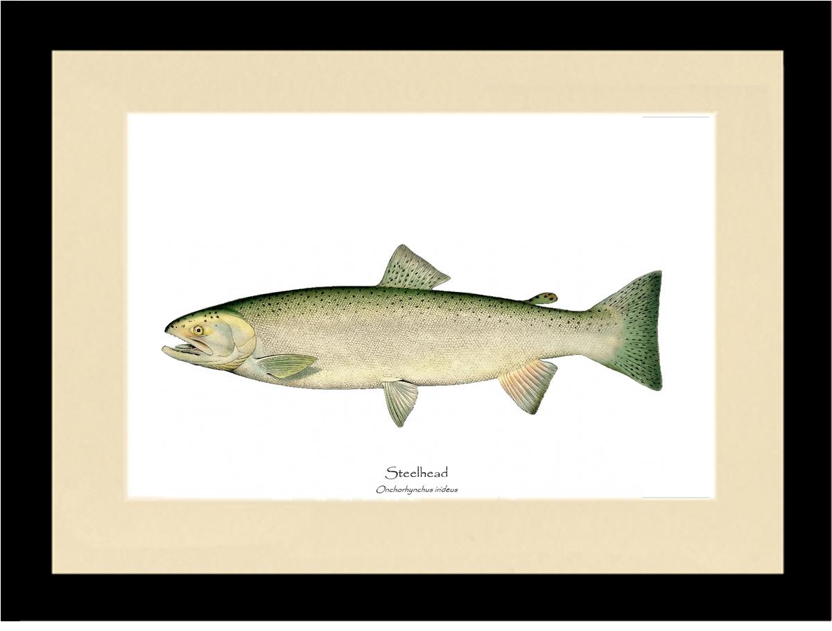 Steelhead Trout Vintage Wall Art Fish Print