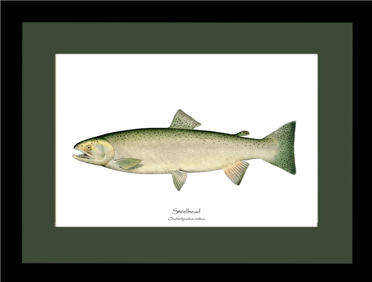 Steelhead Trout Vintage Wall Art Fish Print