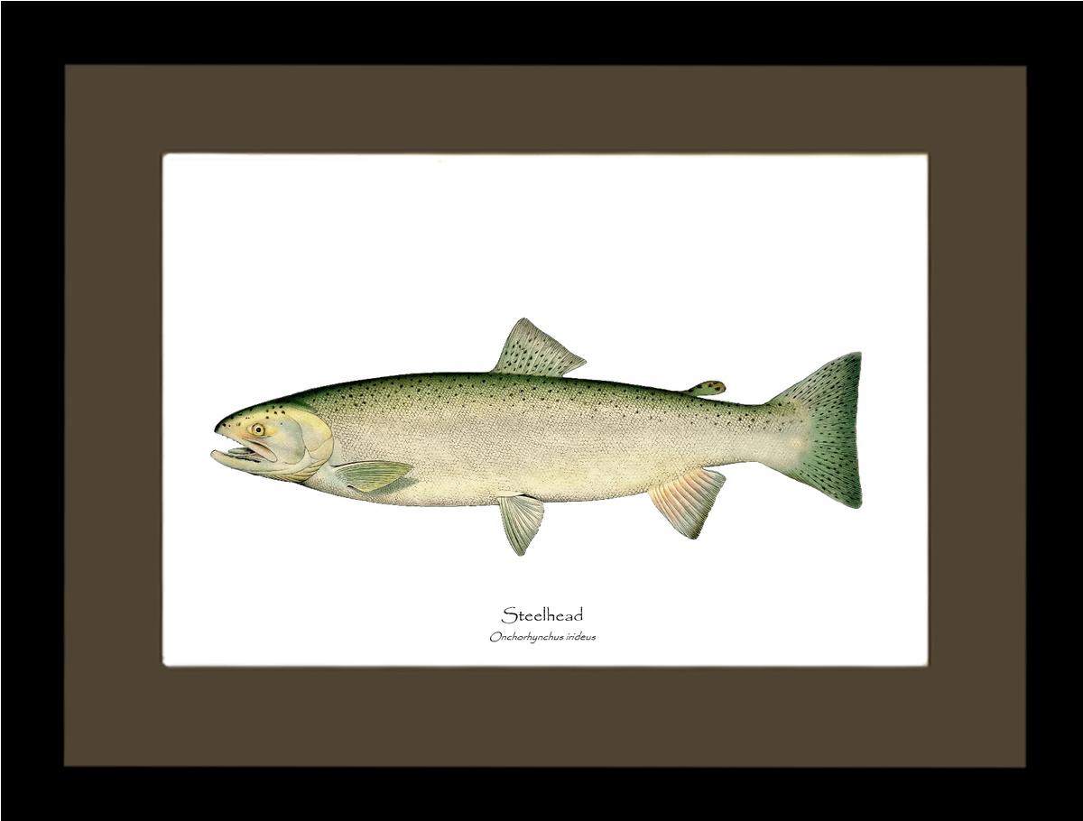 Steelhead Trout Vintage Wall Art Fish Print
