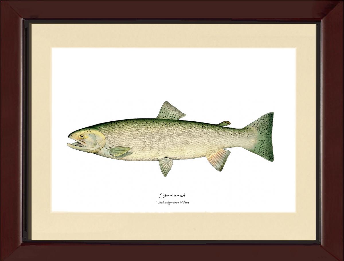 Steelhead Trout Vintage Wall Art Fish Print