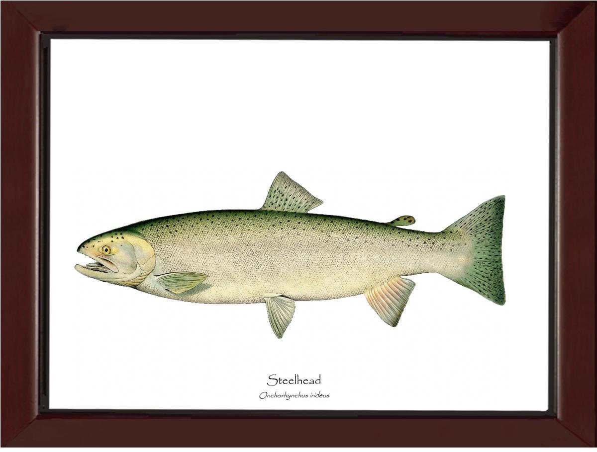 Steelhead Trout Vintage Wall Art Fish Print