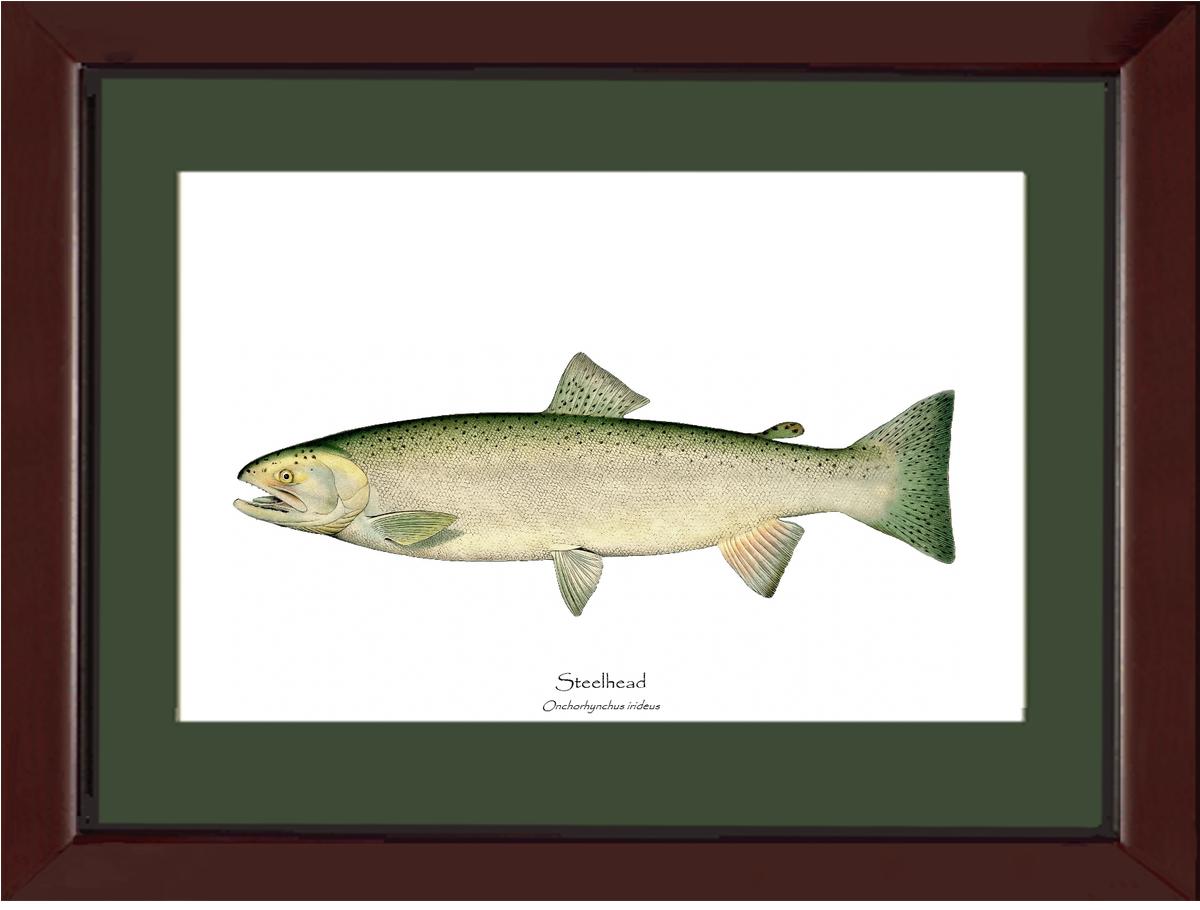 Steelhead Trout Vintage Wall Art Fish Print