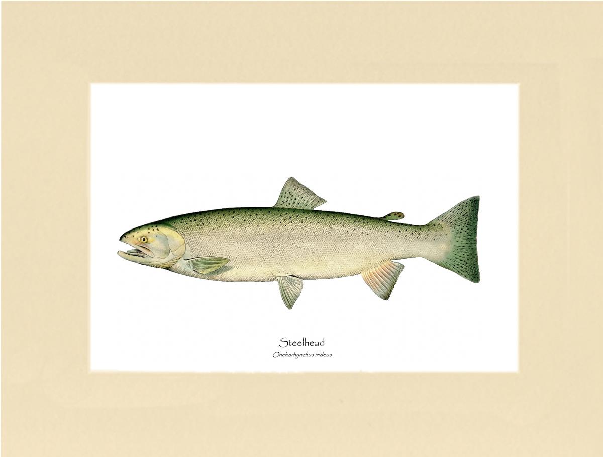 Steelhead Trout Vintage Wall Art Fish Print