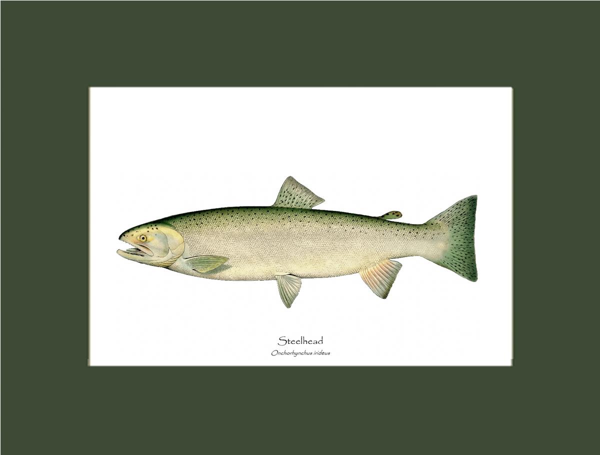Steelhead Trout Vintage Wall Art Fish Print