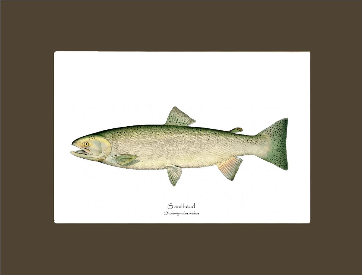 Steelhead Trout Vintage Wall Art Fish Print