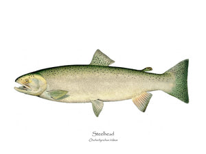 Antique Fish Print: Steelhead Trout