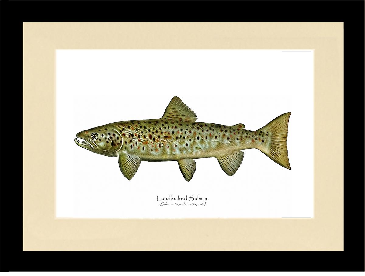 Landlocked Salmon - Breeding Male Vintage Wall Art Fish Print