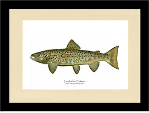 Landlocked Salmon - Breeding Male