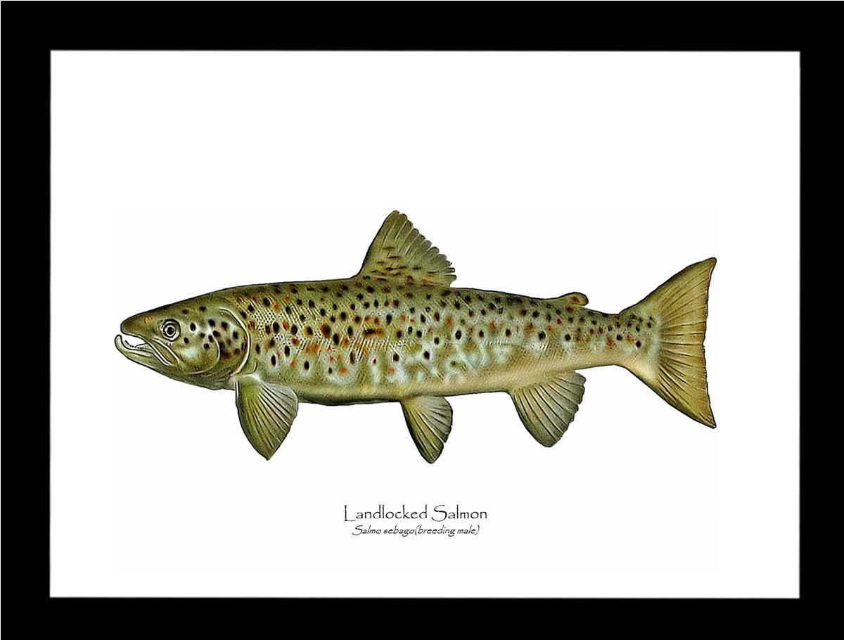 Landlocked Salmon - Breeding Male Vintage Wall Art Fish Print