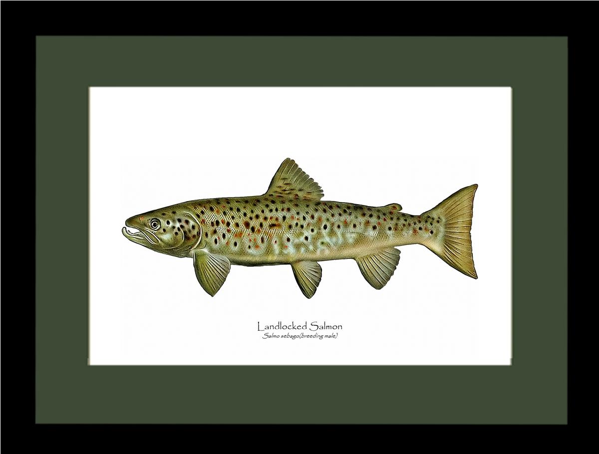 Landlocked Salmon - Breeding Male Vintage Wall Art Fish Print