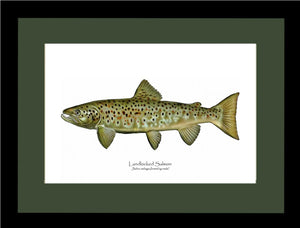 Landlocked Salmon - Breeding Male