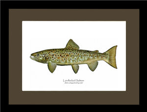 Landlocked Salmon - Breeding Male