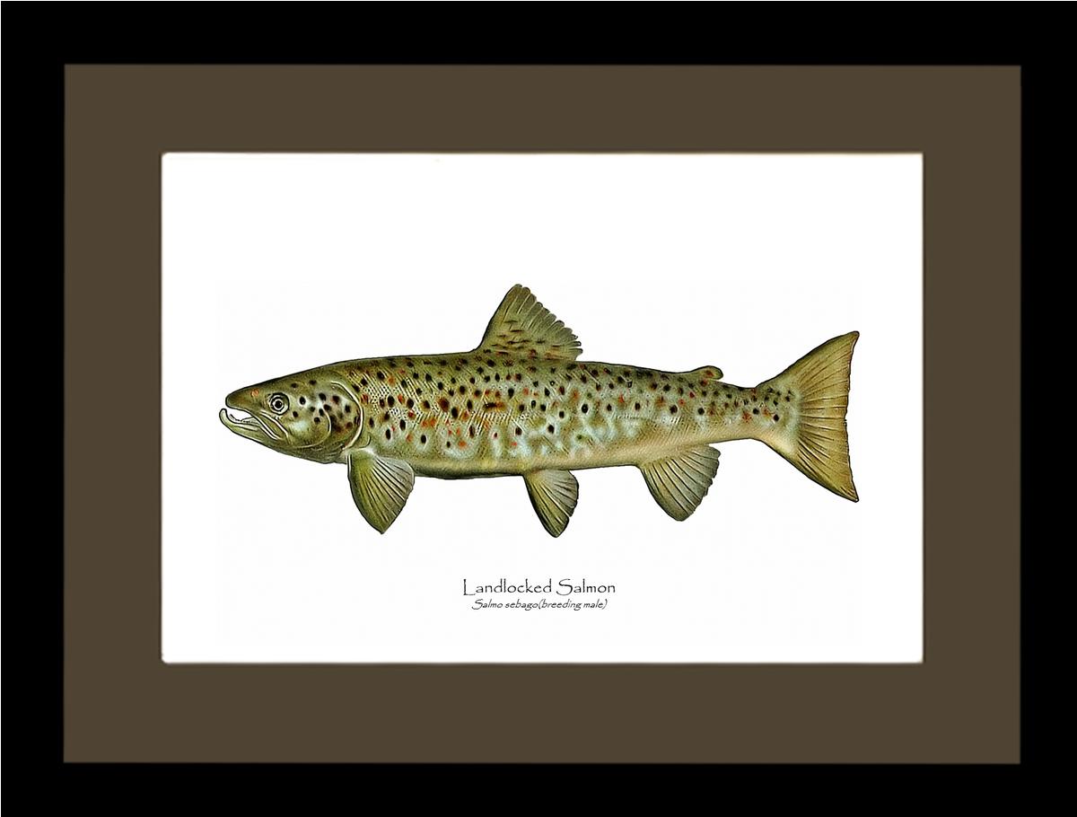 Landlocked Salmon - Breeding Male Vintage Wall Art Fish Print