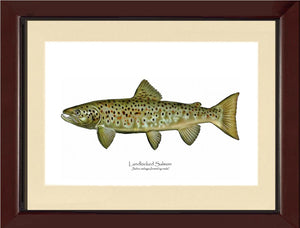 Landlocked Salmon - Breeding Male