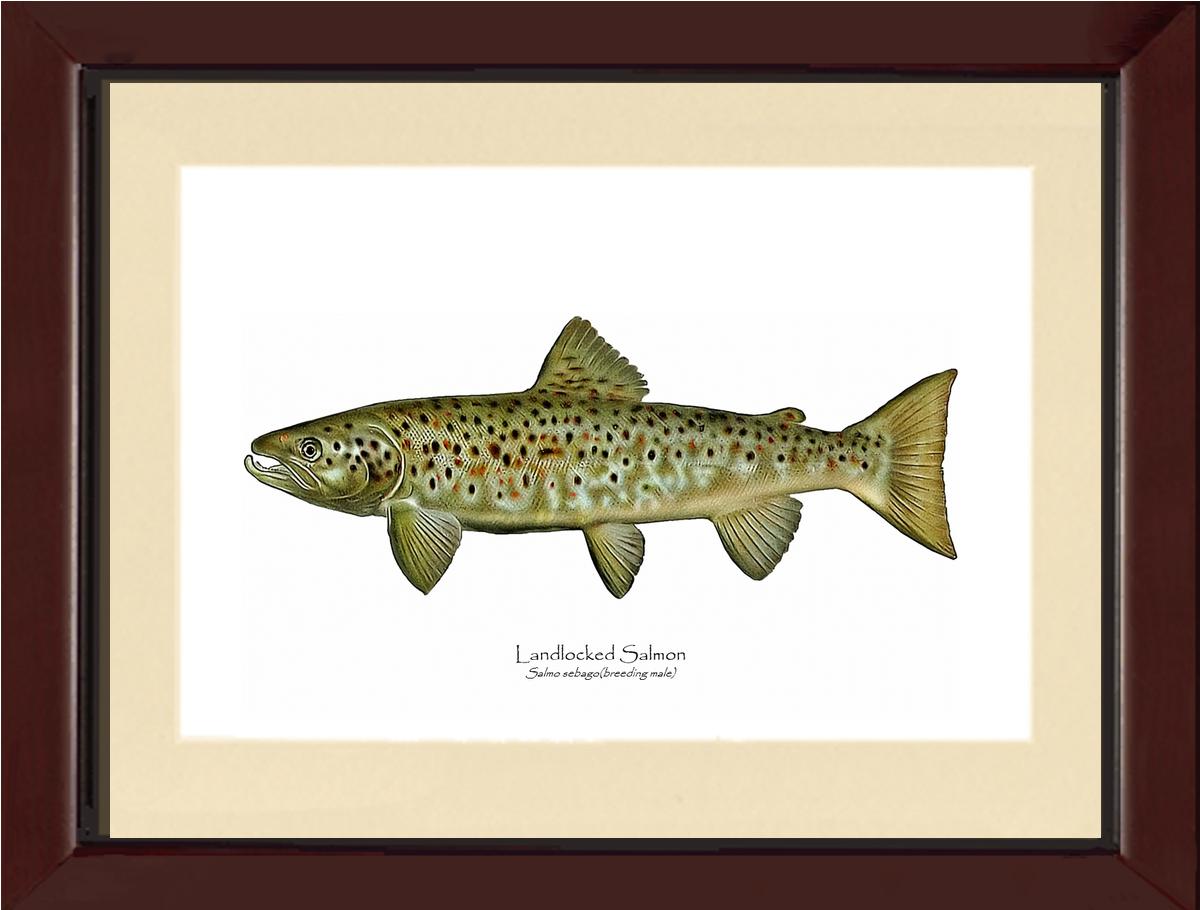 Landlocked Salmon - Breeding Male Vintage Wall Art Fish Print