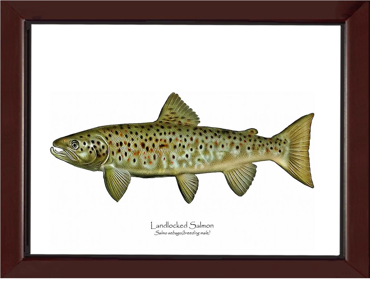 Landlocked Salmon - Breeding Male Vintage Wall Art Fish Print