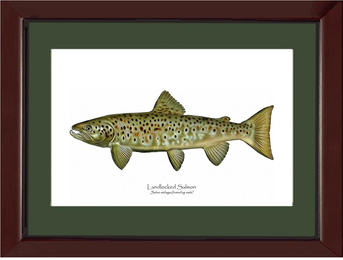 Landlocked Salmon - Breeding Male Vintage Wall Art Fish Print
