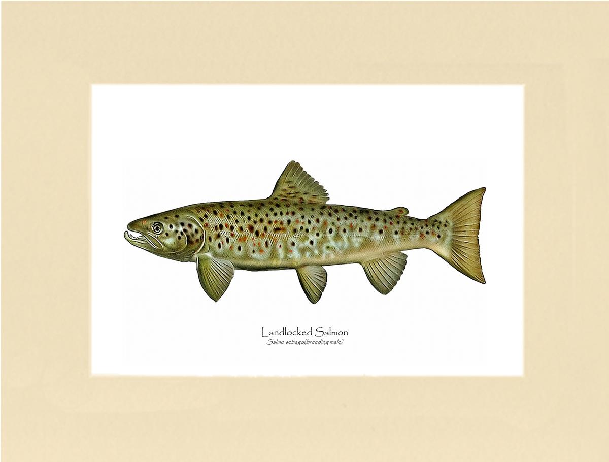 Landlocked Salmon - Breeding Male Vintage Wall Art Fish Print