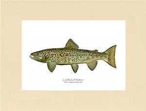 Landlocked Salmon - Breeding Male