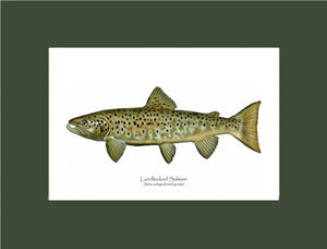 Landlocked Salmon - Breeding Male