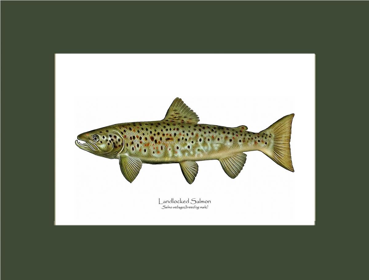 Landlocked Salmon - Breeding Male Vintage Wall Art Fish Print