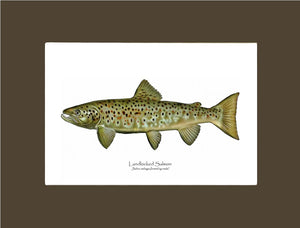 Landlocked Salmon - Breeding Male