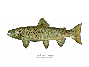 Antique Fish Print: Landlocked Salmon - Breeding Male