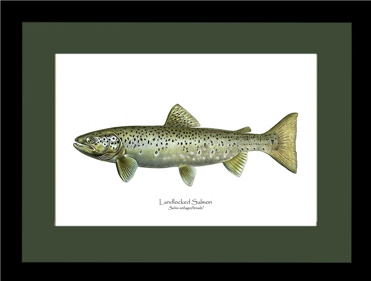 Landlocked Salmon - Salmo sebago(female) Vintage Wall Art Fish Print