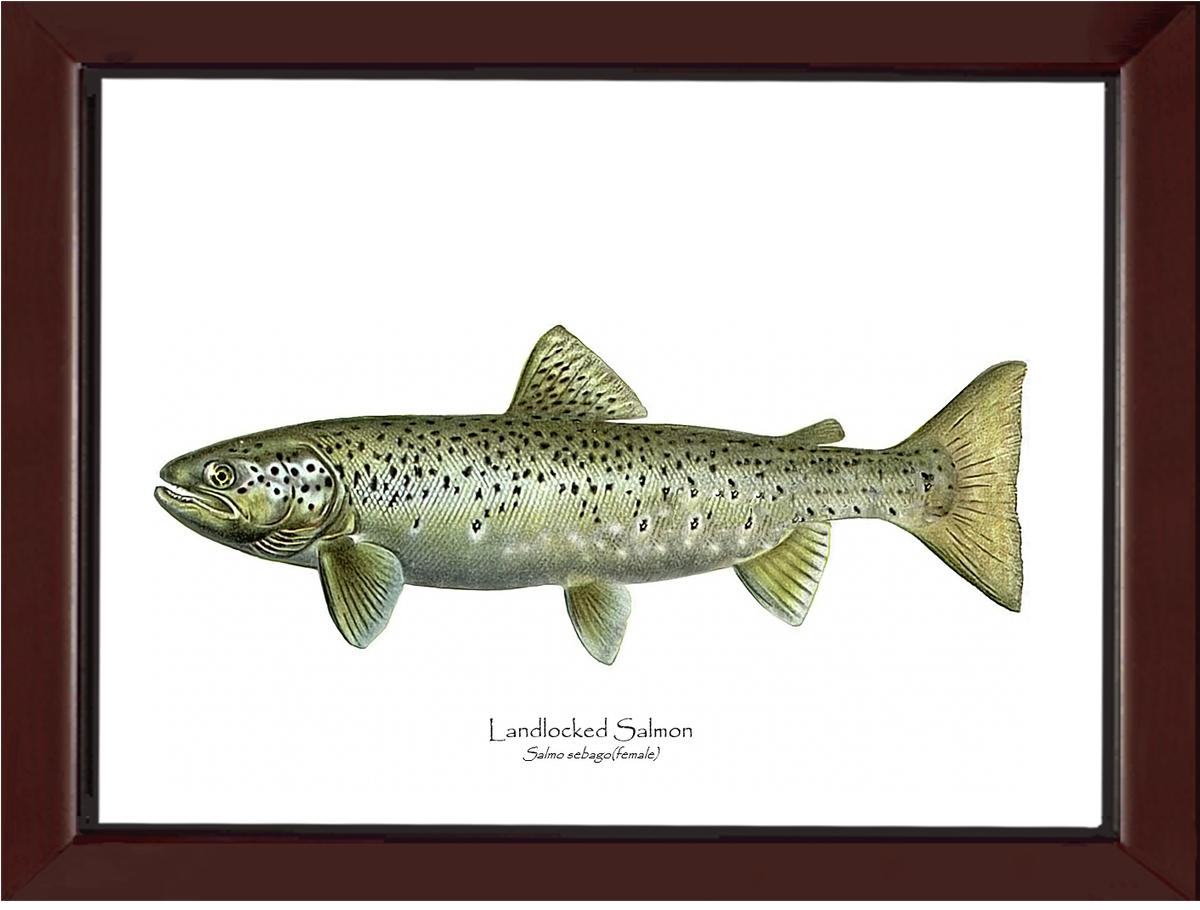 Landlocked Salmon - Salmo sebago(female) Vintage Wall Art Fish Print
